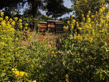 Bienenstöcke in Wildblumenwiese