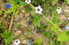 Biene auf blauer Blüte