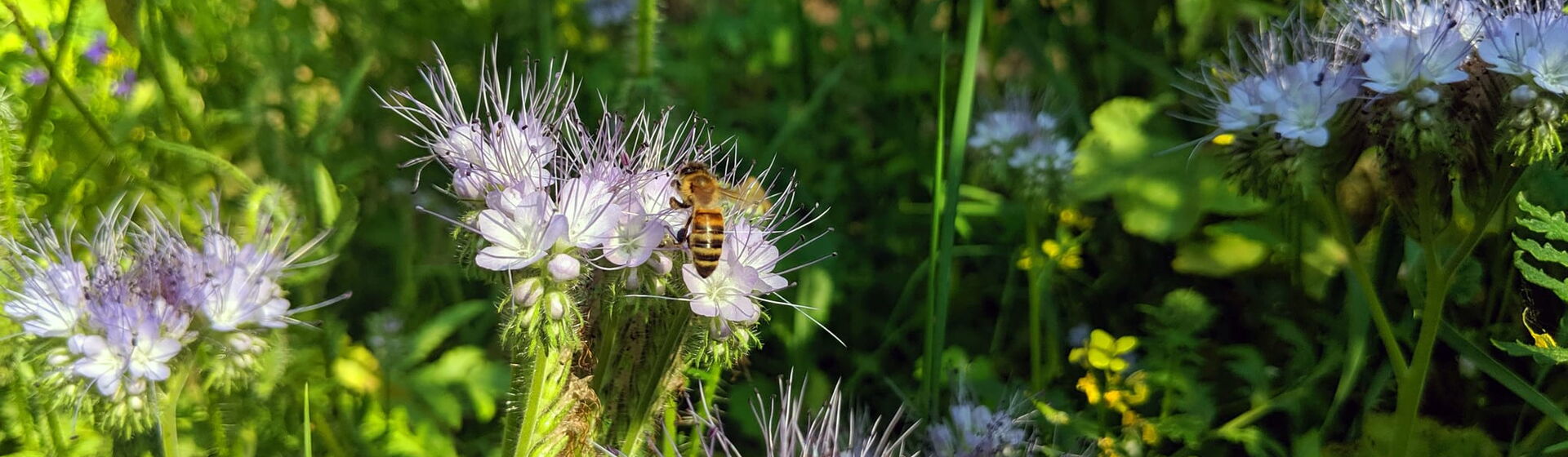 Biene auf Phacelia-Blume