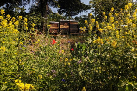 Bienenstöcke in Wildblumenwiese